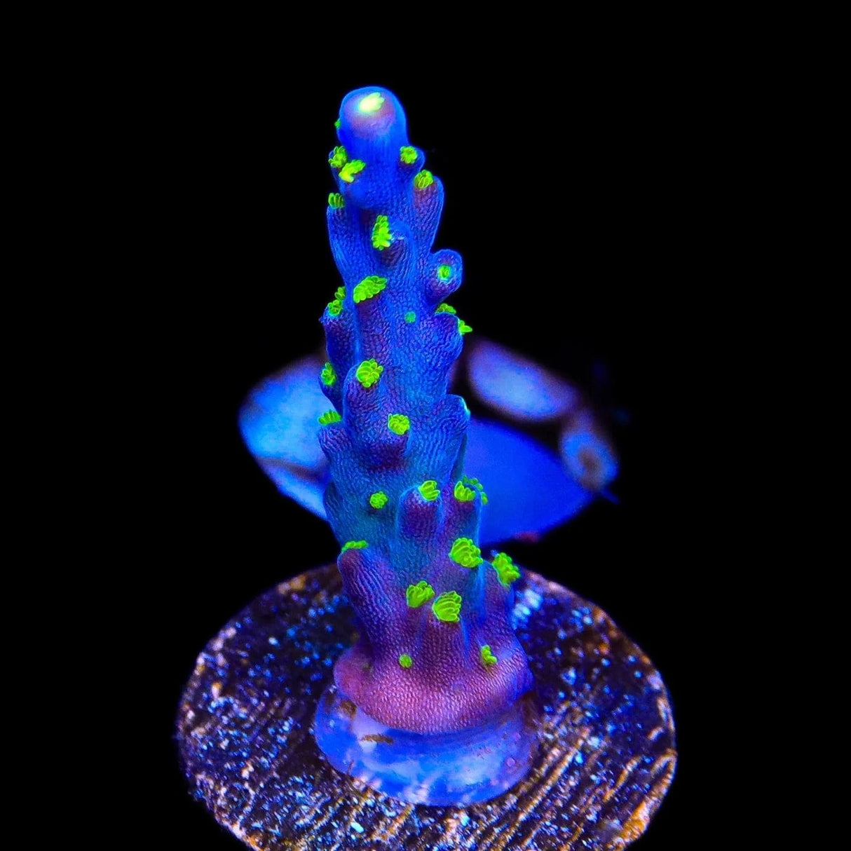 TSA Sour Patch Acropora Coral