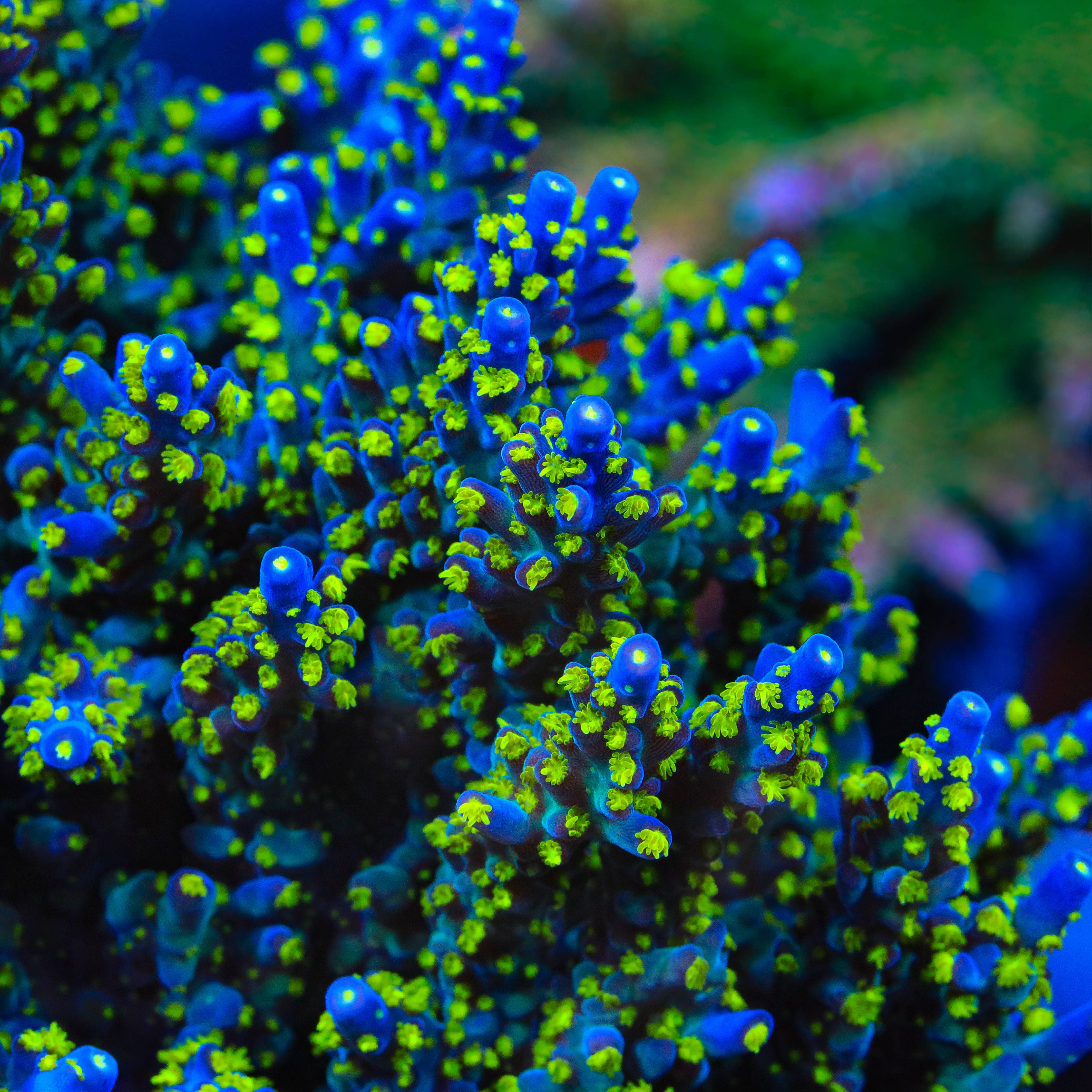 TSA Sour Patch Acropora Coral – Top Shelf Aquatics