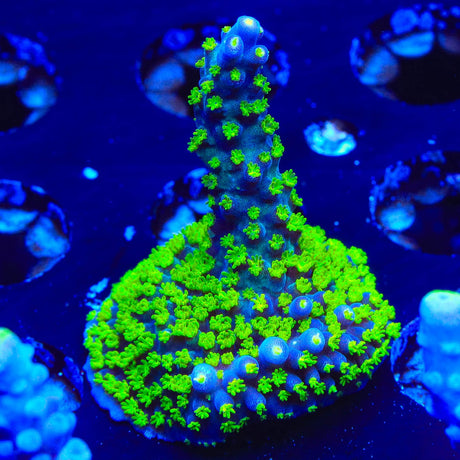 TSA Sour Patch Acropora Coral