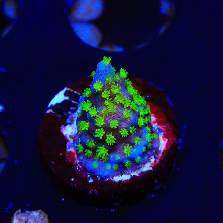 TSA Sour Patch Acropora Coral