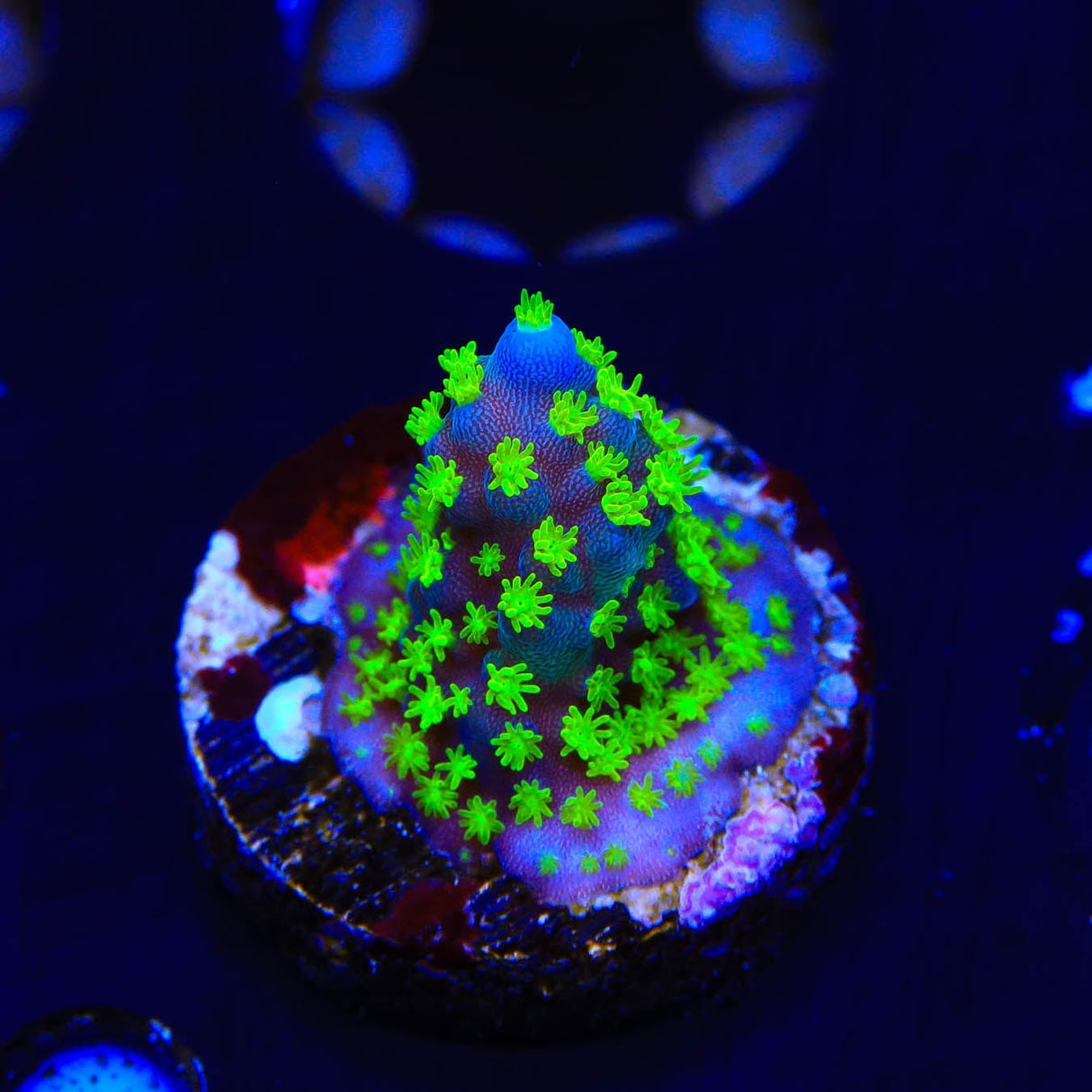 TSA Sour Patch Acropora Coral