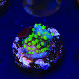 TSA Sour Patch Acropora Coral