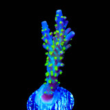 TSA Sour Patch Acropora Coral