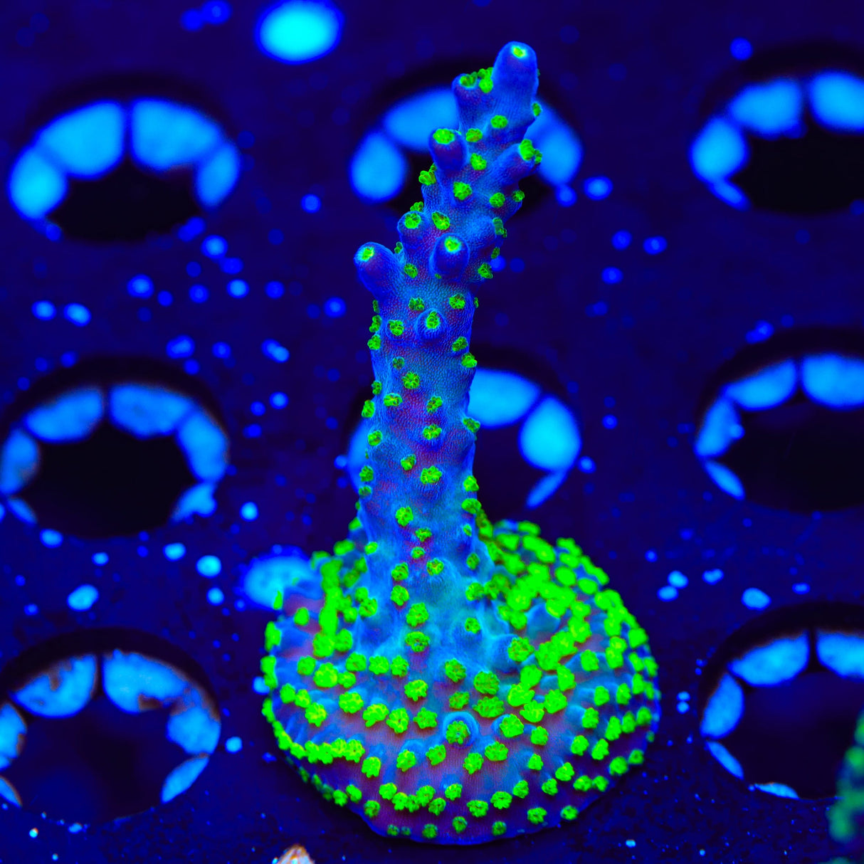 TSA Sour Patch Acropora Coral