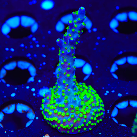 TSA Sour Patch Acropora Coral