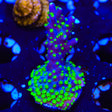 TSA Sour Patch Acropora Coral