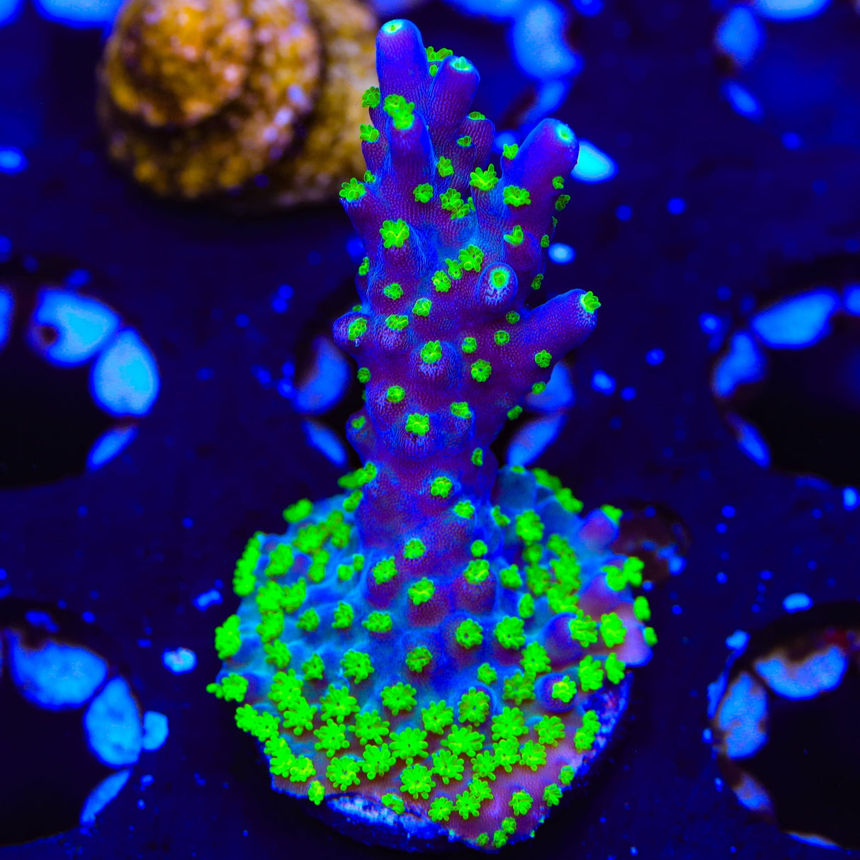 TSA Sour Patch Acropora Coral