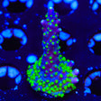 TSA Sour Patch Acropora Coral