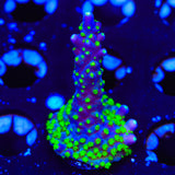 TSA Sour Patch Acropora Coral