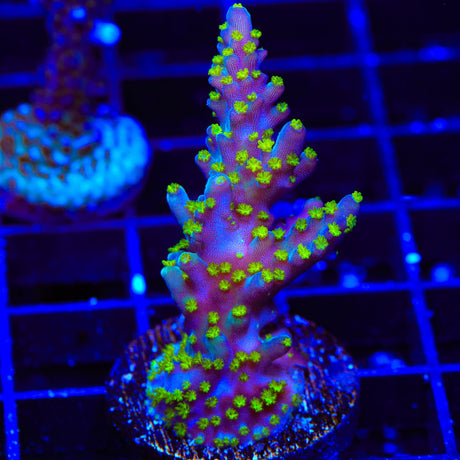 TSA Sour Patch Acropora XL Frag Coral