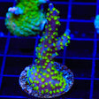 TSA Sour Patch Acropora XL Frag Coral