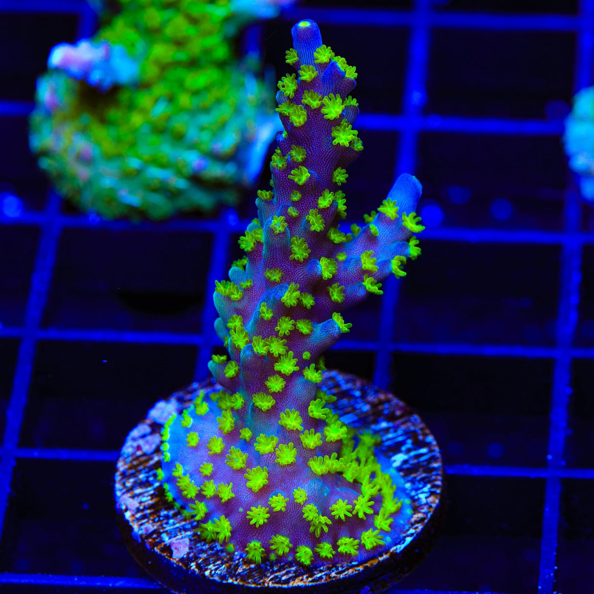 TSA Sour Patch Acropora XL Frag Coral