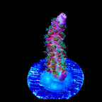 TSA Sour Tsunami Acropora Coral