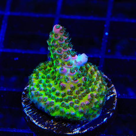 TSA Sour Tsunami Acropora Coral