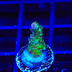 TSA Sour Tsunami Acropora Coral