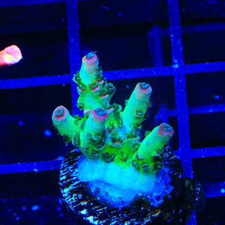 TSA Sour Tsunami Acropora Coral