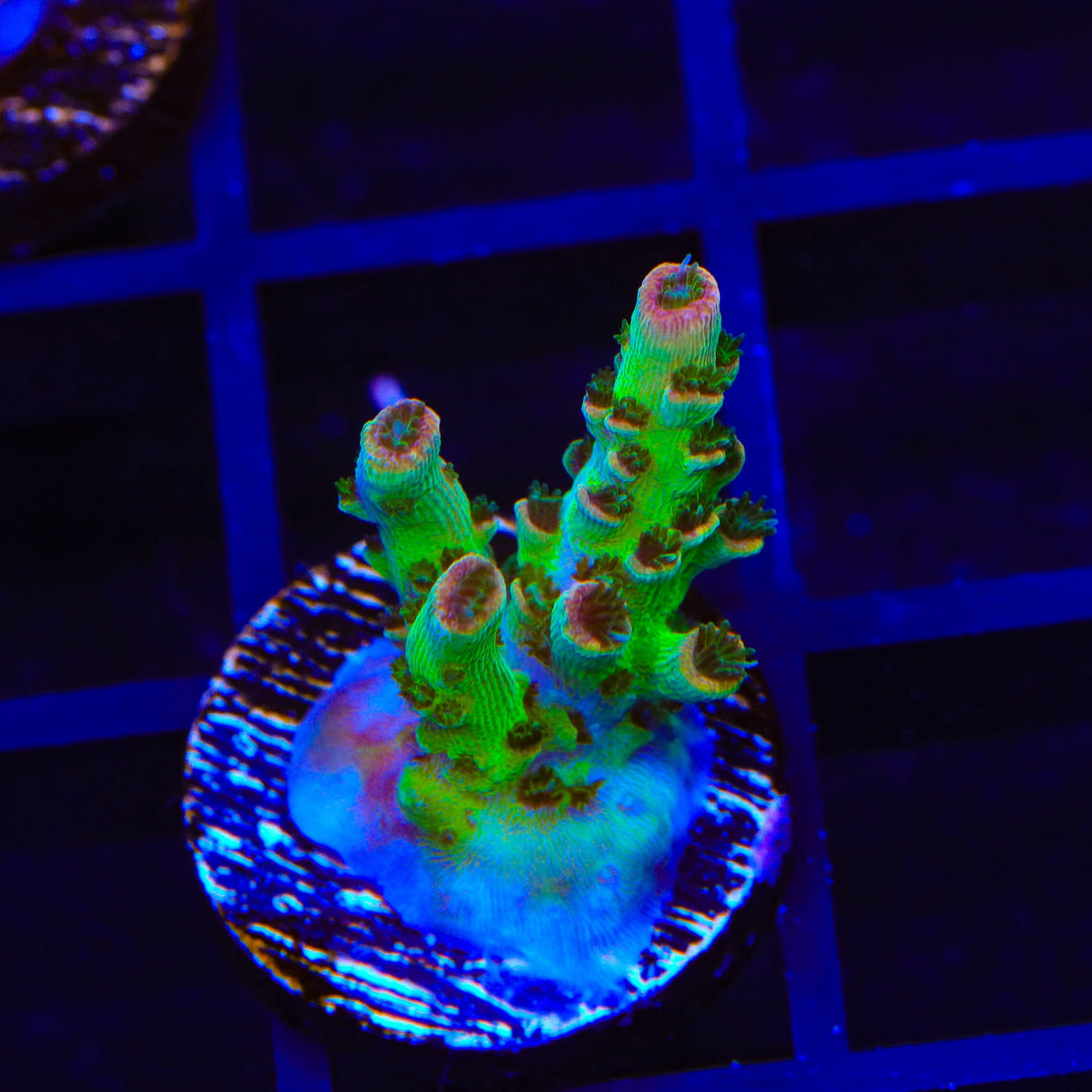 TSA Sour Tsunami Acropora Coral