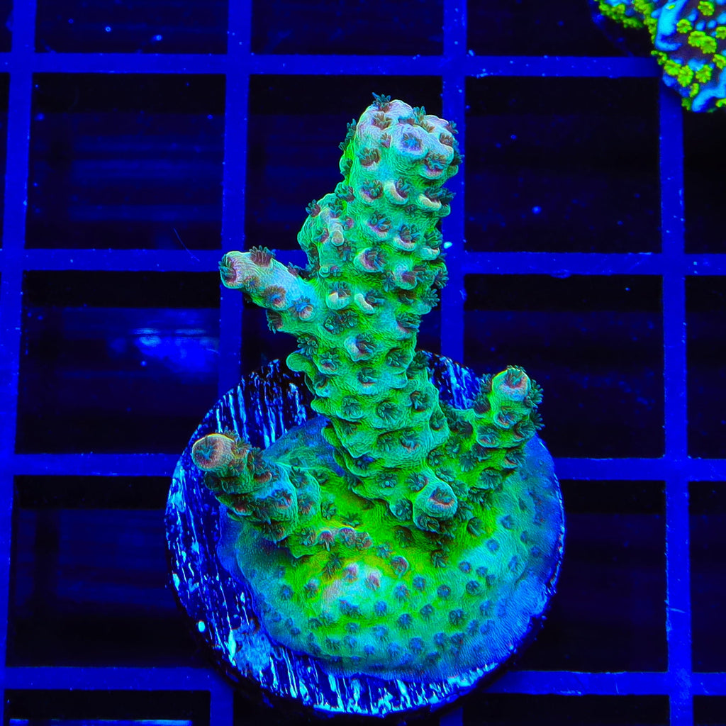 TSA Sour Tsunami Acropora Coral