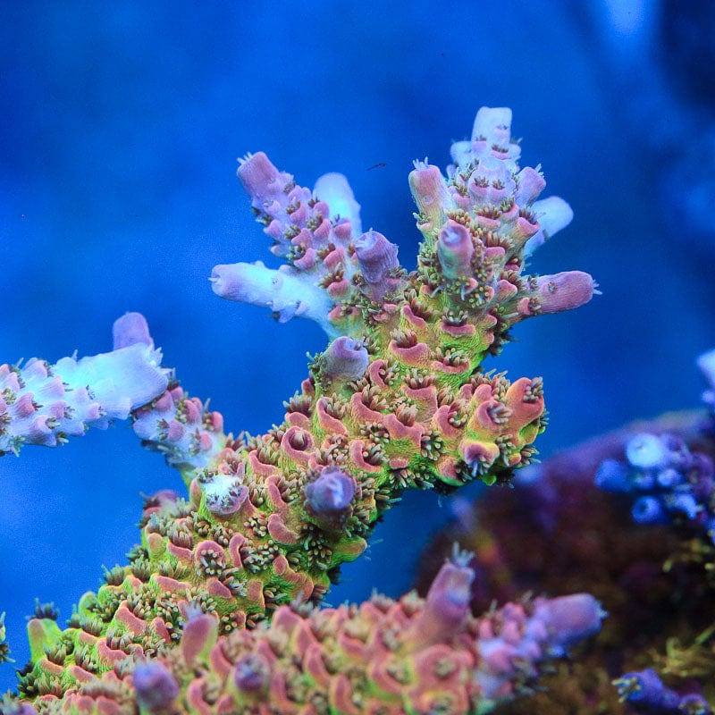 TSA Sour Tsunami Acropora Coral – Top Shelf Aquatics