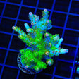 TSA Sour Tsunami Acropora XL Frag Coral