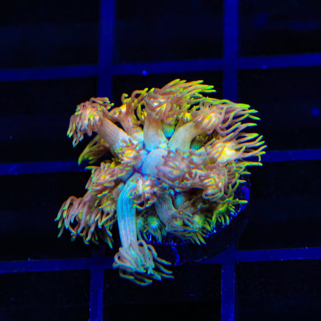 TSA Sour Tsunami Goniopora Coral