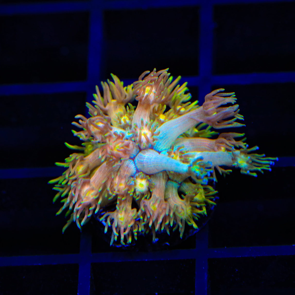 TSA Sour Tsunami Goniopora Coral