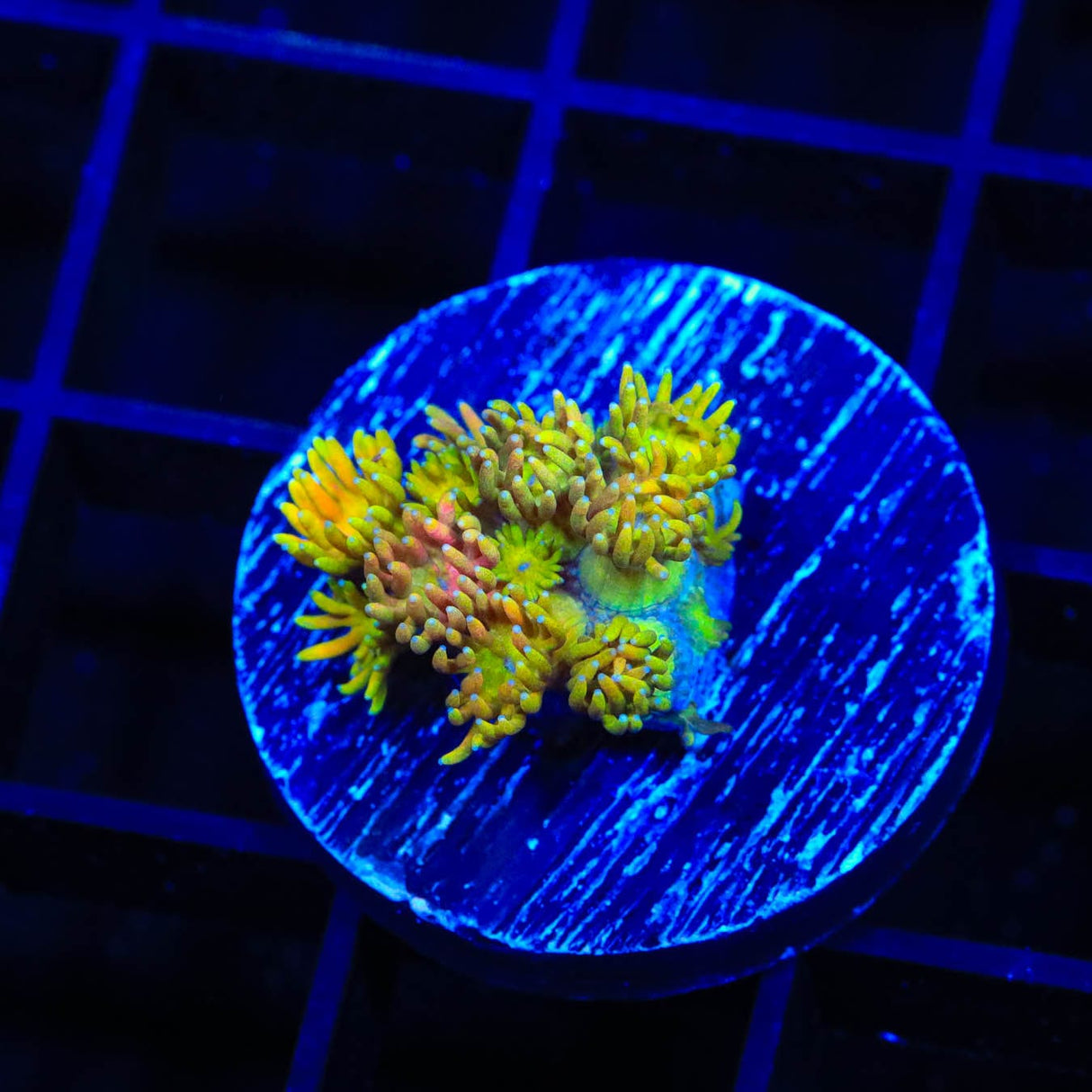 TSA Sour Tsunami Goniopora Coral