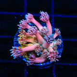 TSA Sour Tsunami Goniopora Coral