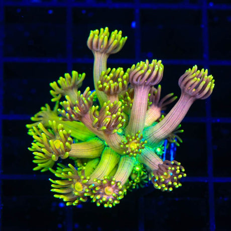 TSA Sour Tsunami Goniopora Coral