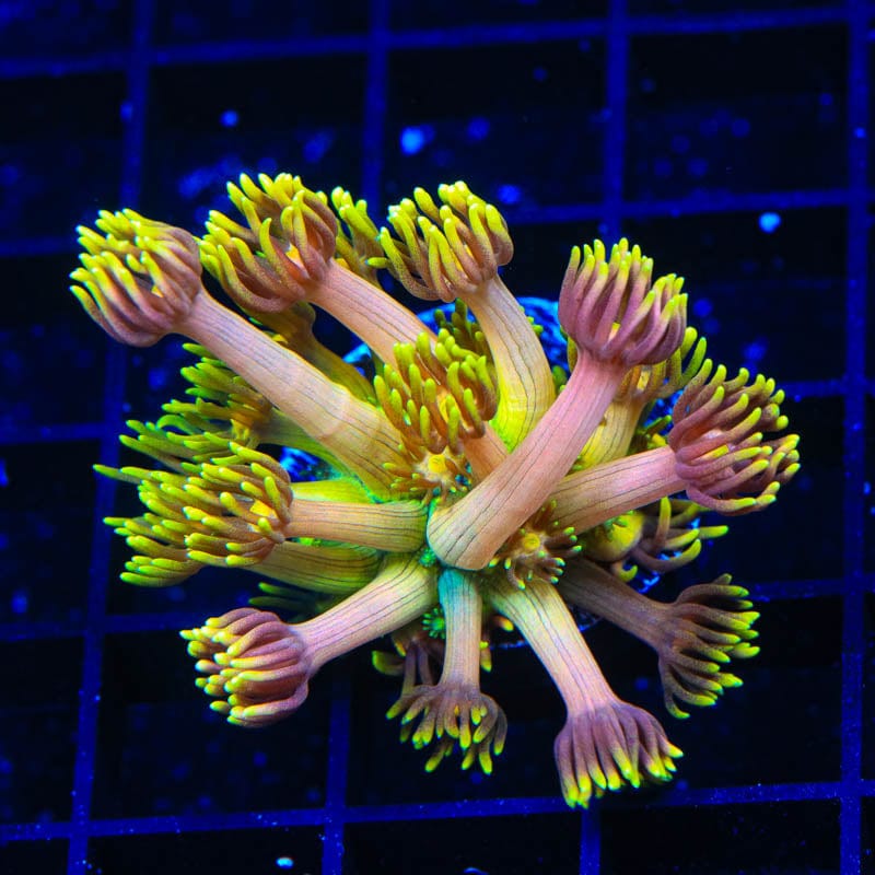 TSA Sour Tsunami Goniopora Coral
