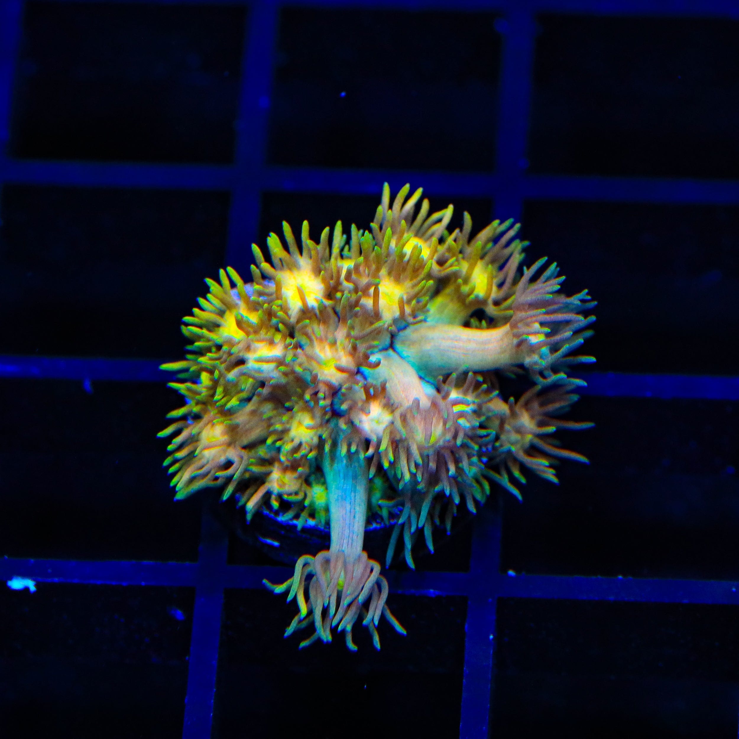 TSA Sour Tsunami Goniopora Coral – Top Shelf Aquatics