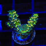 TSA Sour Twist Tenuis Acropora Coral
