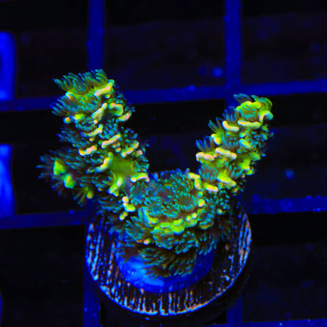 TSA Sour Twist Tenuis Acropora Coral