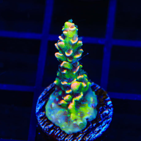 TSA Sour Twist Tenuis Acropora Coral