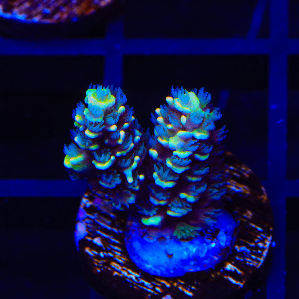 TSA Sour Twist Tenuis Acropora Coral