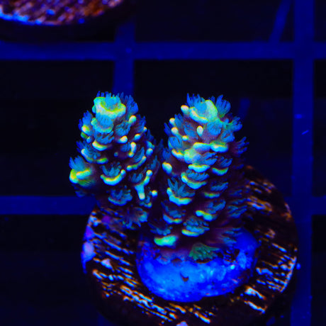 TSA Sour Twist Tenuis Acropora Coral