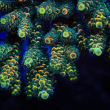 TSA Sour Twist Tenuis Acropora Coral