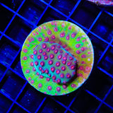 TSA South Beach Cyphastrea Colony Coral