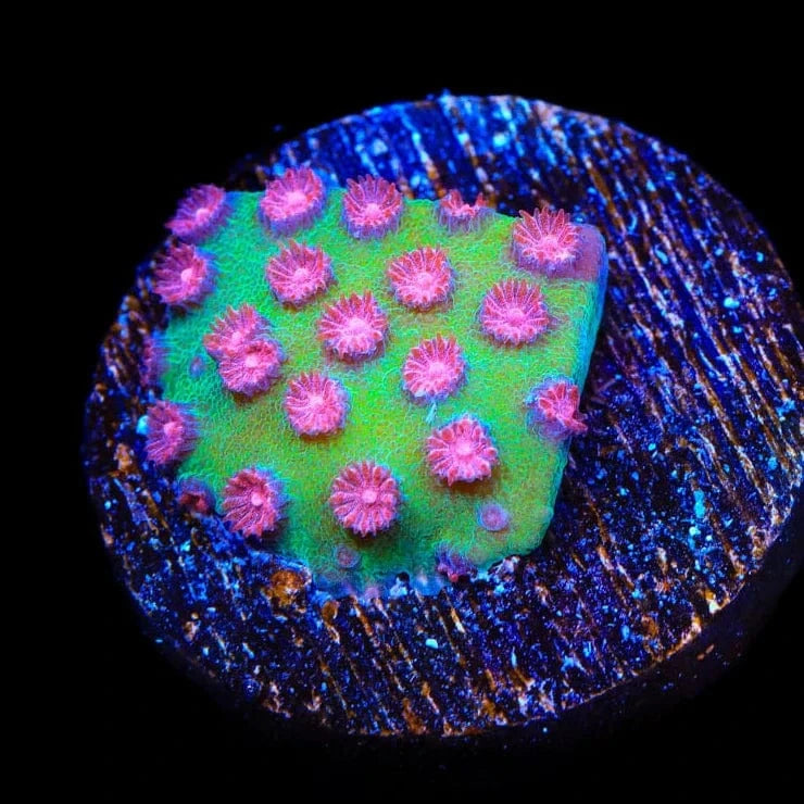 TSA South Beach Cyphastrea Coral