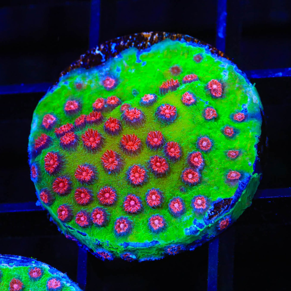 TSA South Beach Cyphastrea Coral