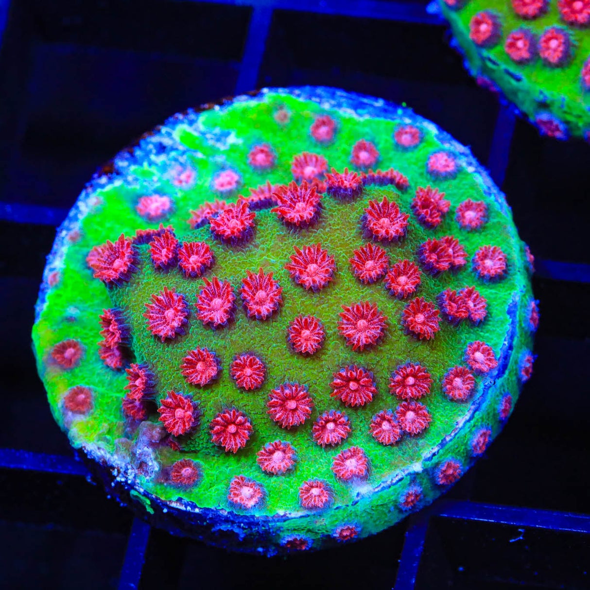 TSA South Beach Cyphastrea Coral