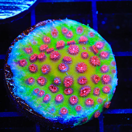 TSA South Beach Cyphastrea Coral
