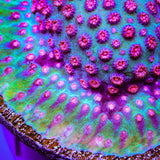 TSA South Beach Cyphastrea Coral