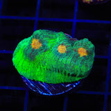 TSA Space Dune Chalice Coral