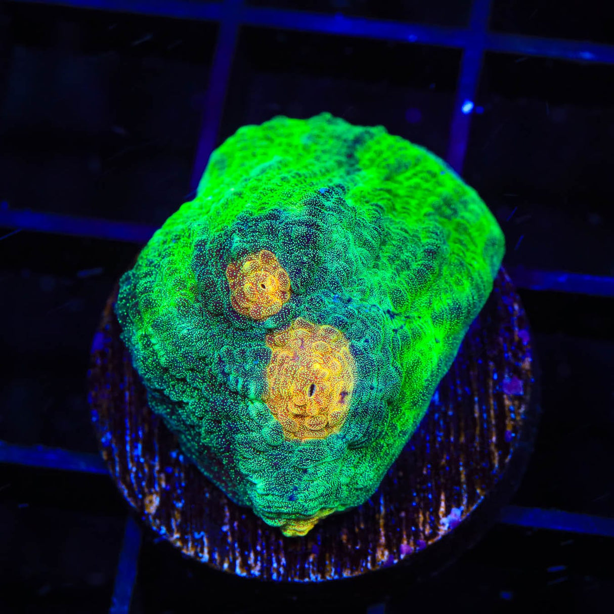 TSA Space Dune Chalice Coral