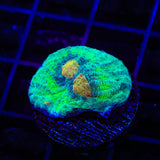 TSA Space Dune Chalice Coral