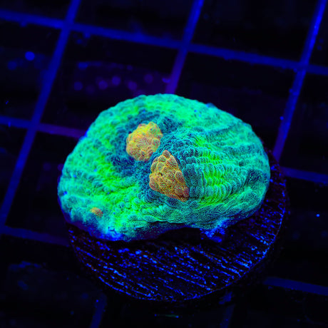 TSA Space Dune Chalice Coral