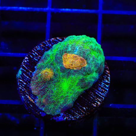 TSA Space Dune Chalice Coral