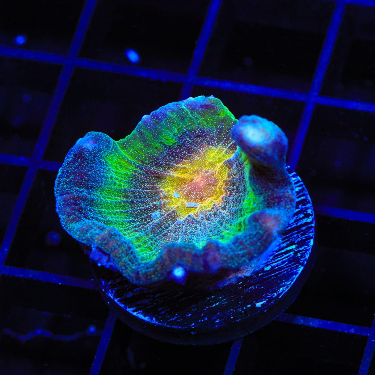 TSA Space Ghost Pectinia Coral