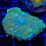 TSA Space Glitter Rhodactis Mushroom Coral